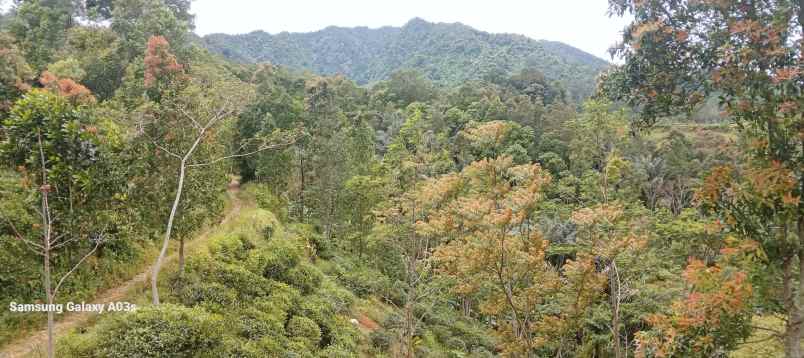 tanah kebun teh pemandangan bagus di bojong purwakarta