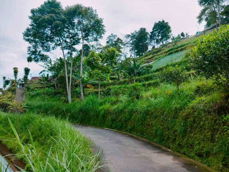 tanah kemuning ngargoyoso