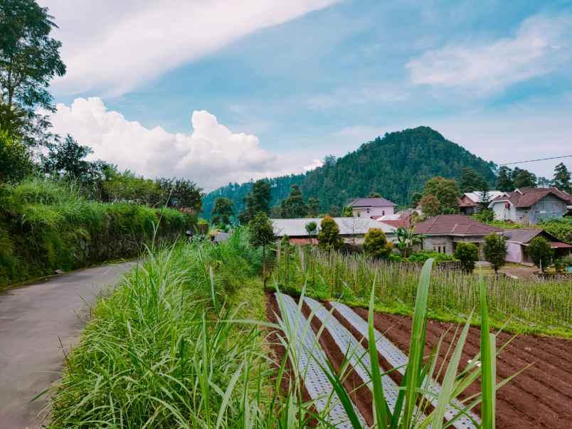 tanah kemuning ngargoyoso