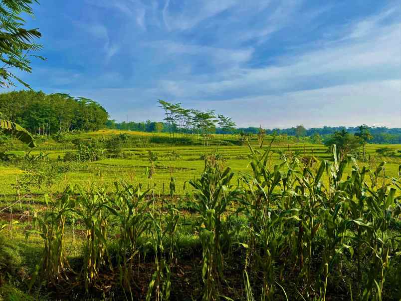 tanah kerjo karanganyar