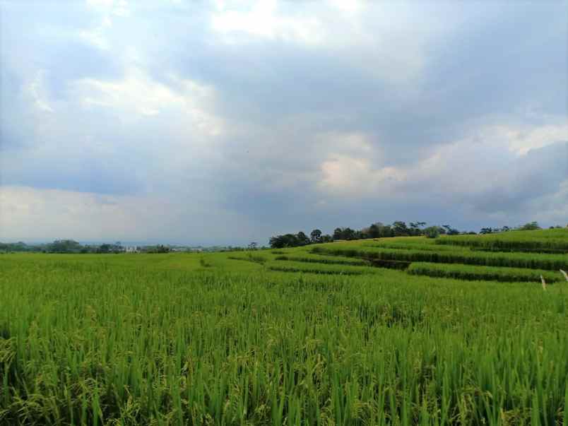 tanah kerjo karanganyar