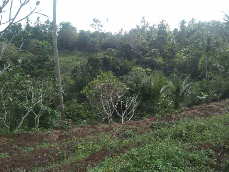 tanah pantai soka selemadeg tabanan