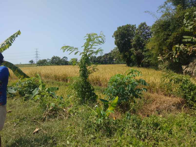 tanah sawah dijual murah di pancalang kuningan