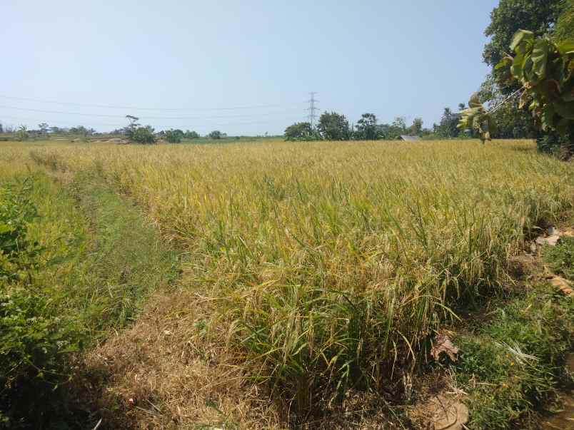 tanah sawah dijual murah di pancalang kuningan