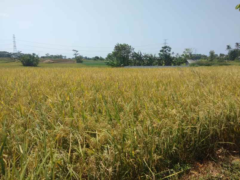 tanah sawah dijual murah di pancalang kuningan