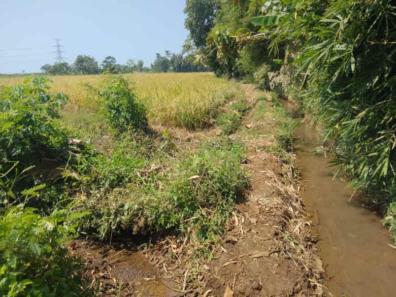 tanah sawah dijual murah di pancalang kuningan