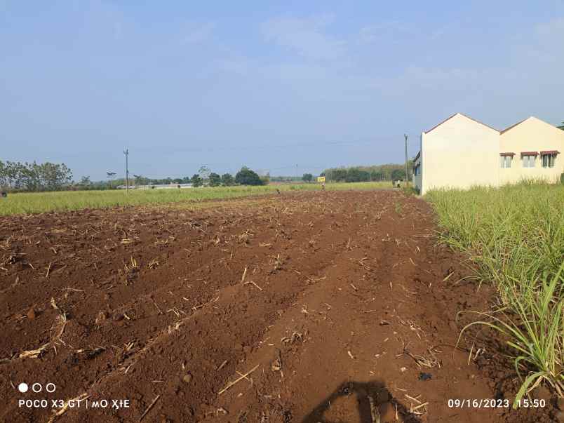 tanah surajaya pemalang jawa tengah