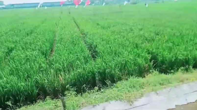 d jual tanah sawah produktif