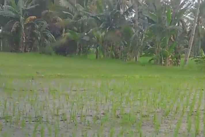 dijual cepat sawah di desa gendoh sempu banyuwangi
