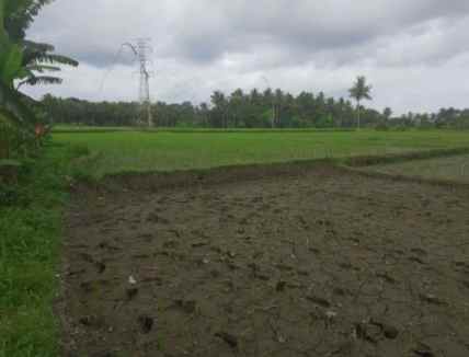 dijual cepat sawah di desa gendoh sempu banyuwangi