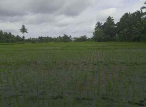 dijual cepat sawah di desa gendoh sempu banyuwangi