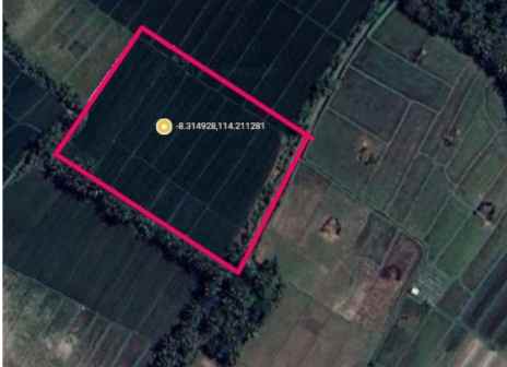 dijual cepat sawah di desa gendoh sempu banyuwangi