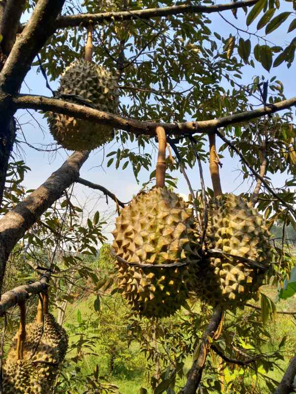 dijual kebun durian di limbangan boja kab kendal