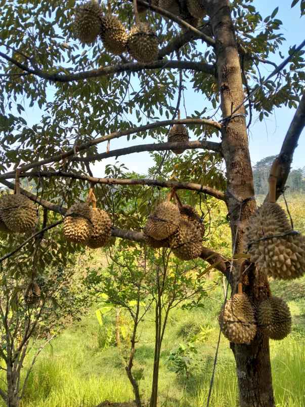 dijual kebun durian di limbangan boja kab kendal