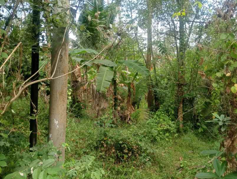dijual tanah beraban selemadeg timur