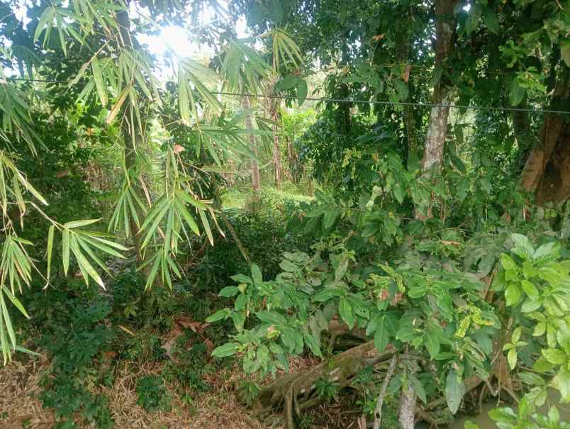 dijual tanah beraban selemadeg timur