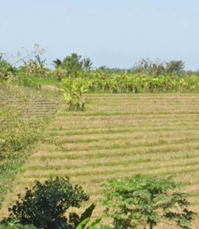 dijual tanah beraban tabanan bali