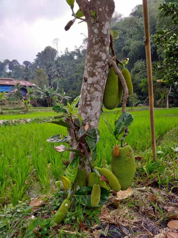 dijual tanah bunu titi cugenang cianjur jawa barat