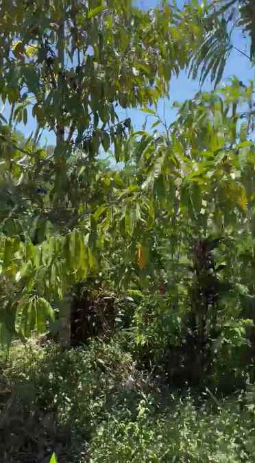 dijual tanah desa antapan kec baturiti