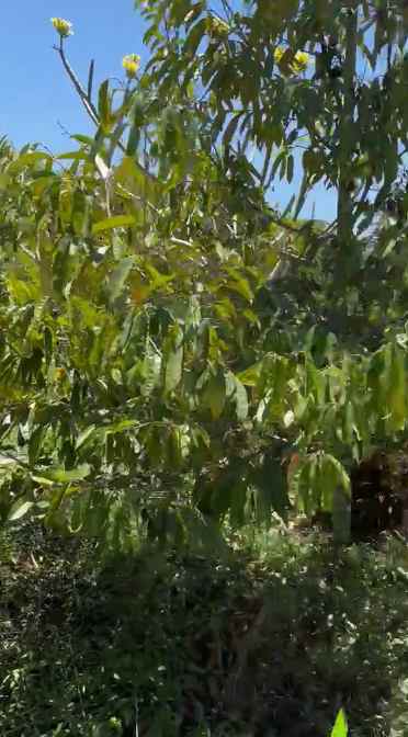 dijual tanah desa antapan kec baturiti