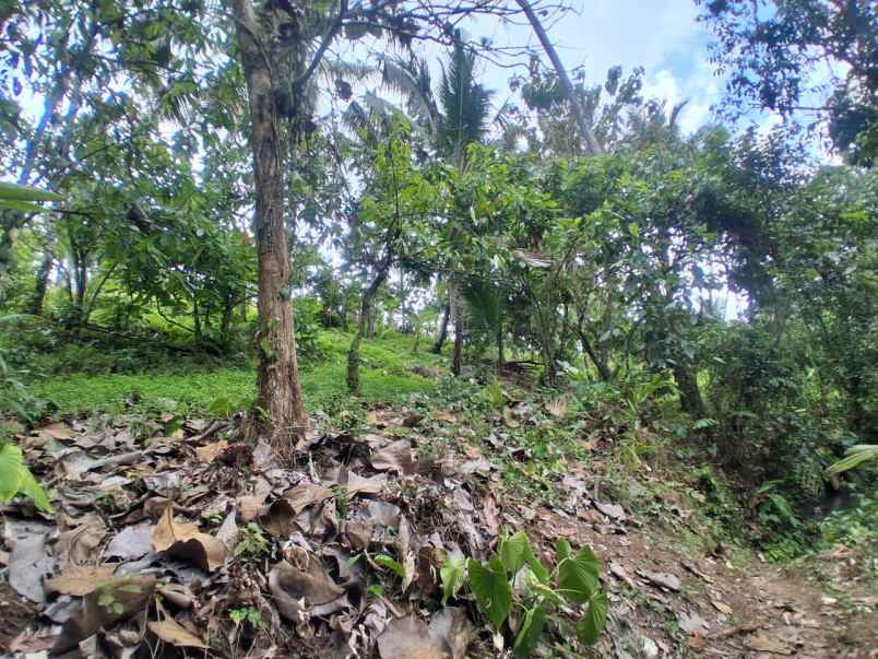 dijual tanah desa antosari kec
