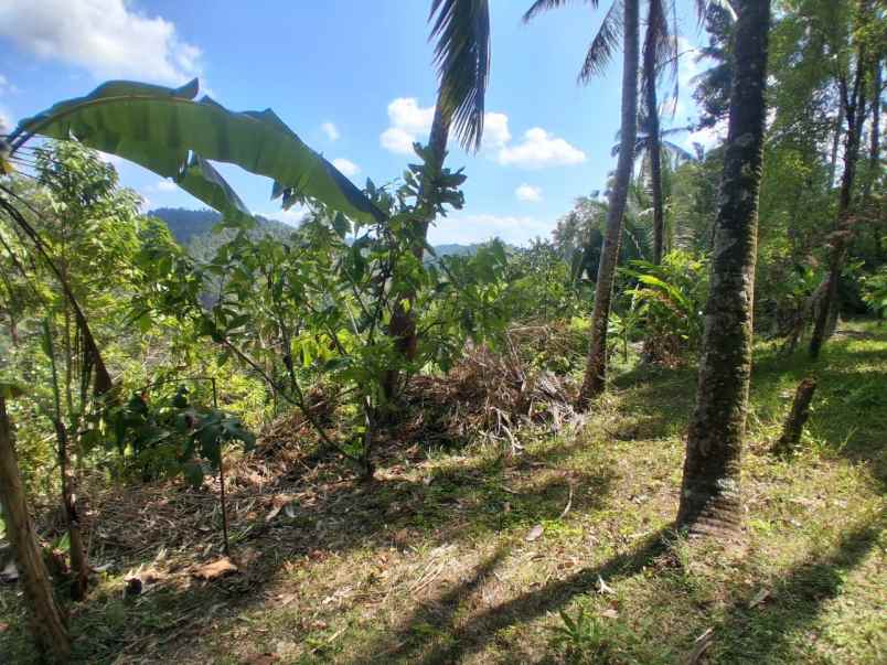 dijual tanah desa lumbung selemadeg