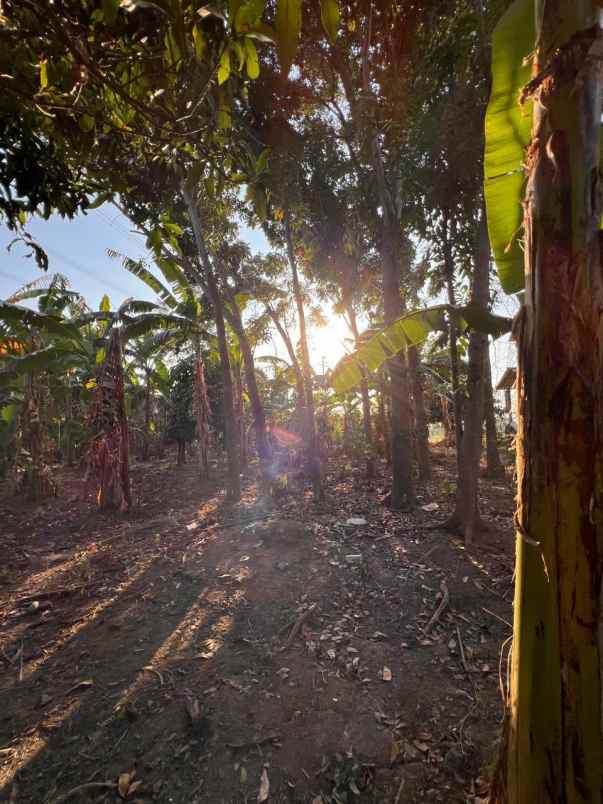 dijual tanah dijual tanah di desa
