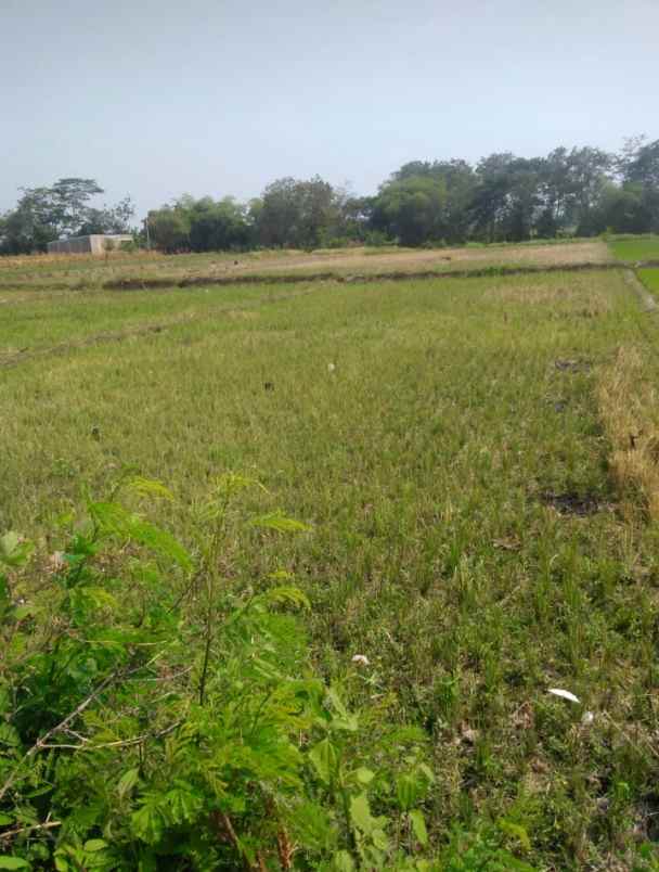 dijual tanah dijual tanah sawah di desa