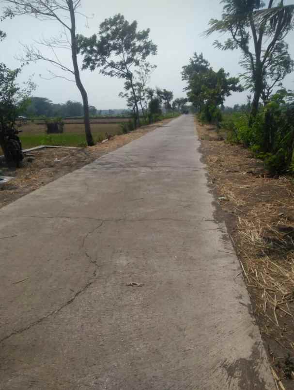 dijual tanah dijual tanah sawah di desa