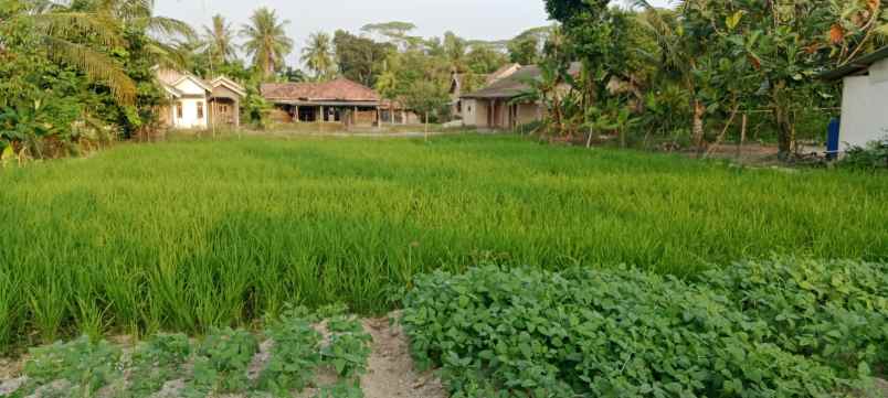 dijual tanah dijual tanah sawah di desa