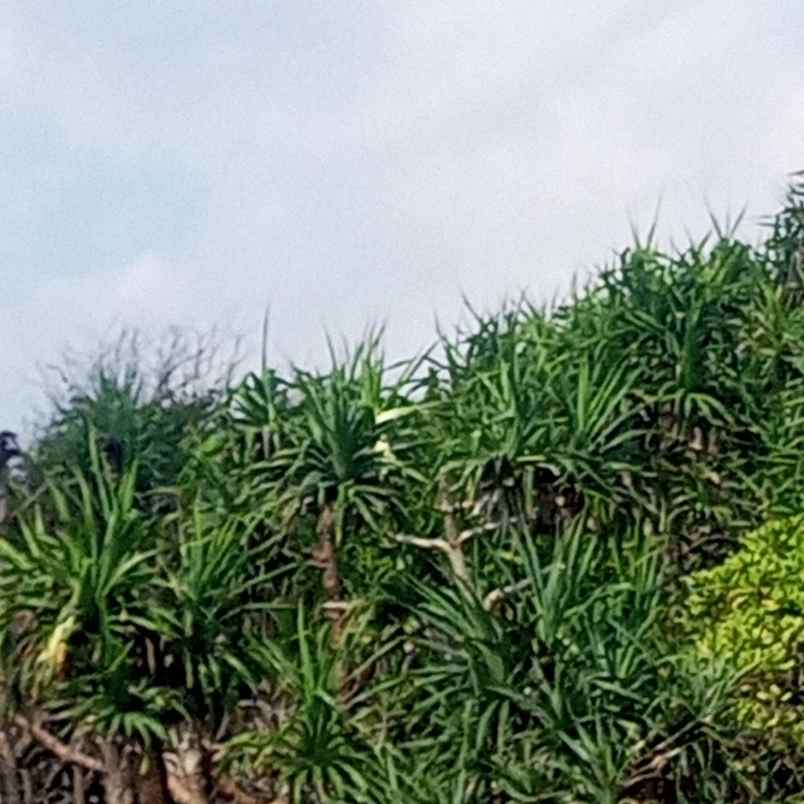 dijual tanah jalan pantura menuju danau