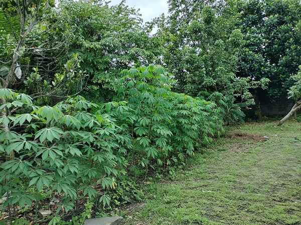 dijual tanah jl palagan km 10 rejodani