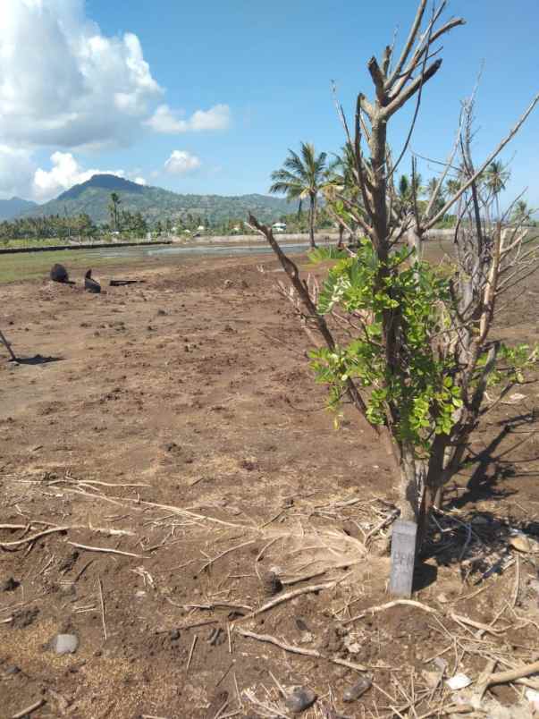 dijual tanah jln muara putat pemenang