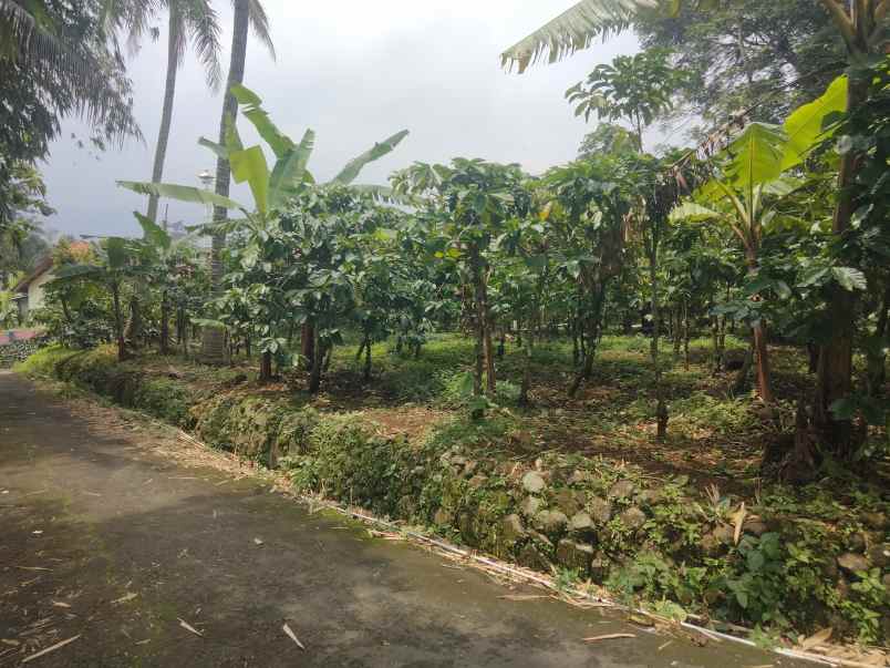 dijual tanah kebun kopi lingkungan penduduk