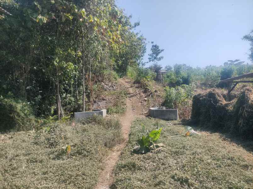 dijual tanah kebun luas 2ha sumberjo kademangan blitar