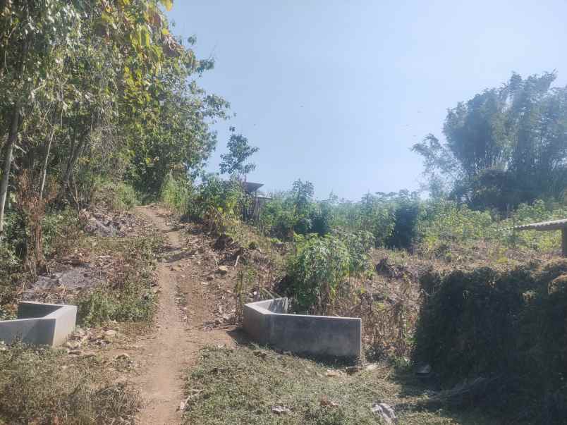 dijual tanah kebun luas 2ha sumberjo kademangan blitar