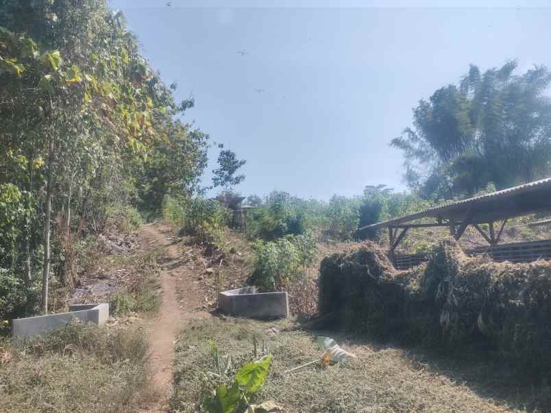 dijual tanah kebun luas 2ha sumberjo kademangan blitar