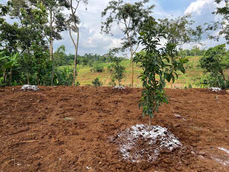 dijual tanah kerjo karanganyar jawa tengah