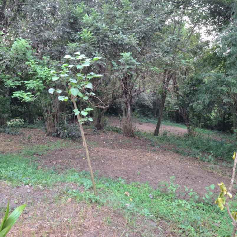 dijual tanah pantai kelencung