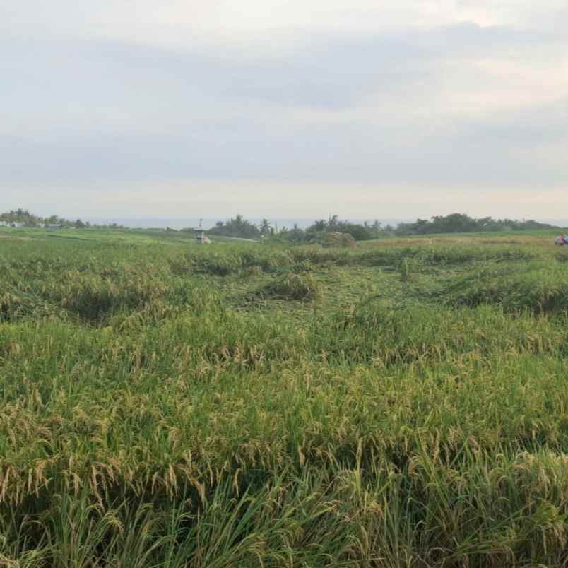 dijual tanah pantai kelencung