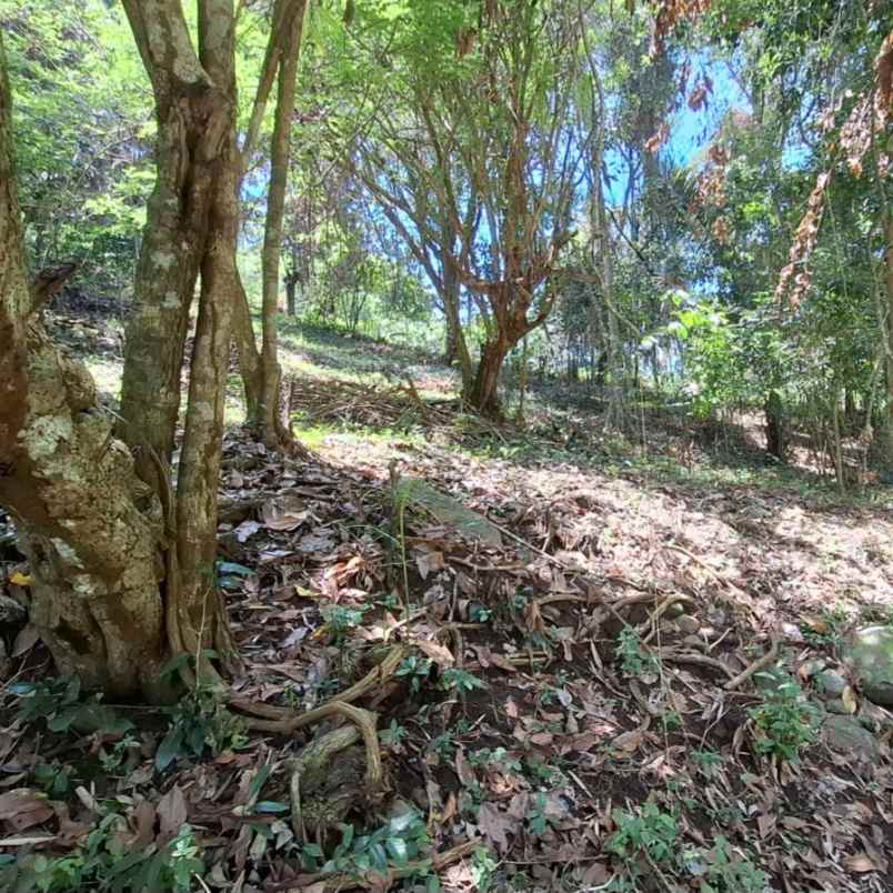 dijual tanah pantai kelencung