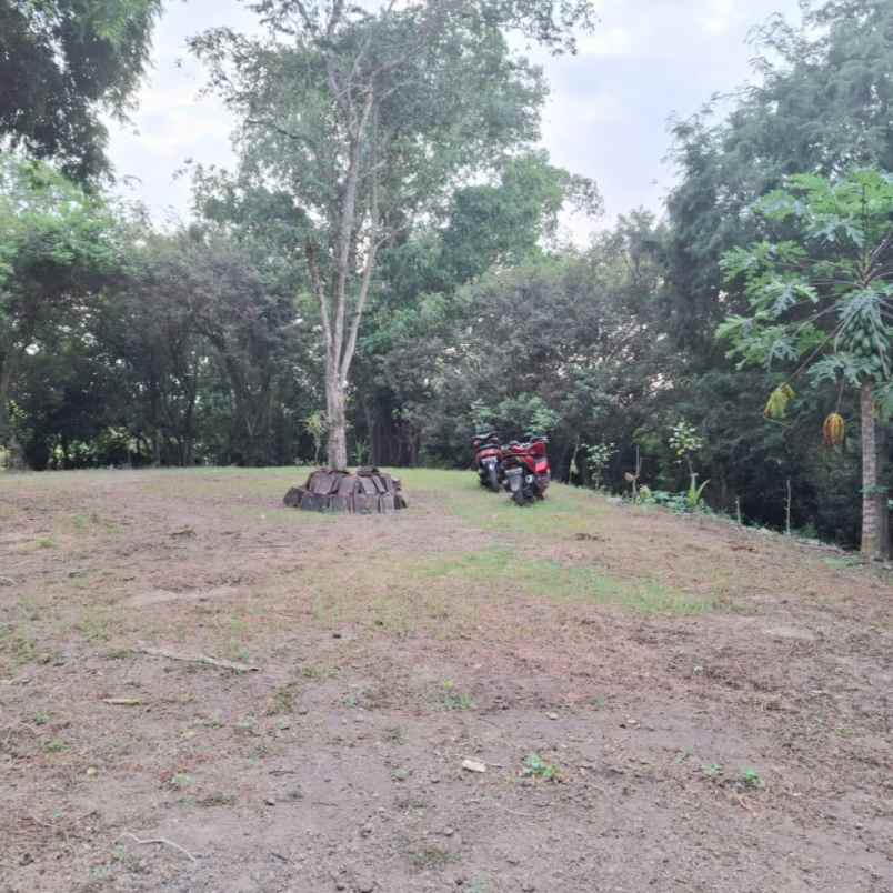 dijual tanah pantai kelencung