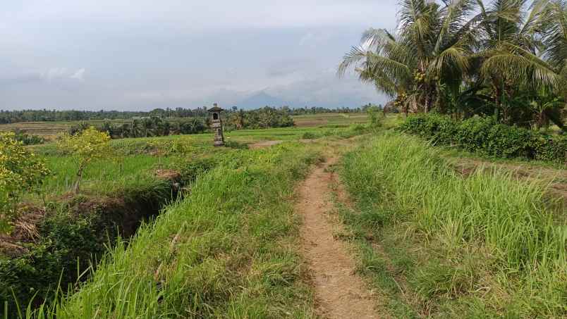 dijual tanah sawah produktif