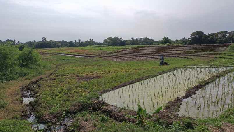 dijual tanah sawah produktif