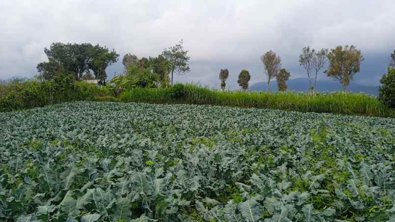 dijual tanah sersan bajuri