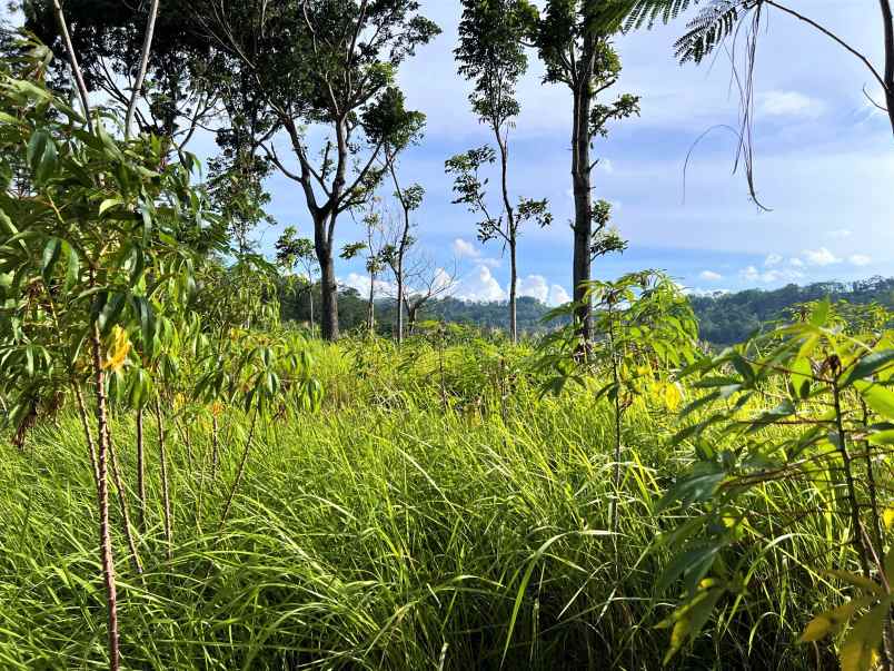 dijual tanah subur 2 hektar kerjo karanganyar