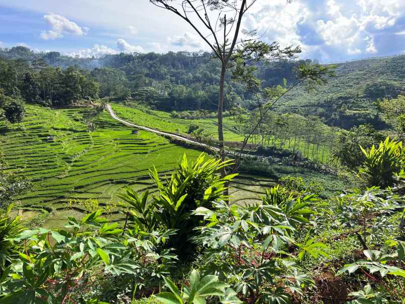 dijual tanah subur 2 hektar kerjo karanganyar