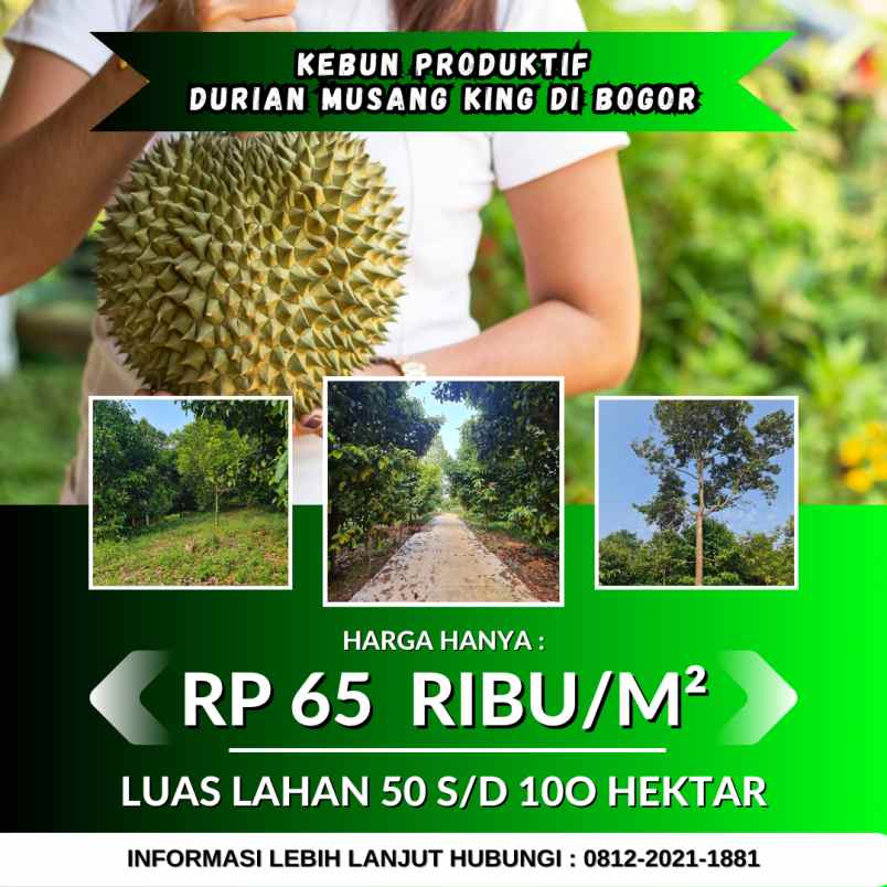 jual kebun durian 100 hektar di bogor