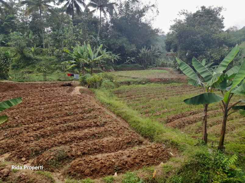 jual tanah kebun luas 2000 meter surat sppt girik