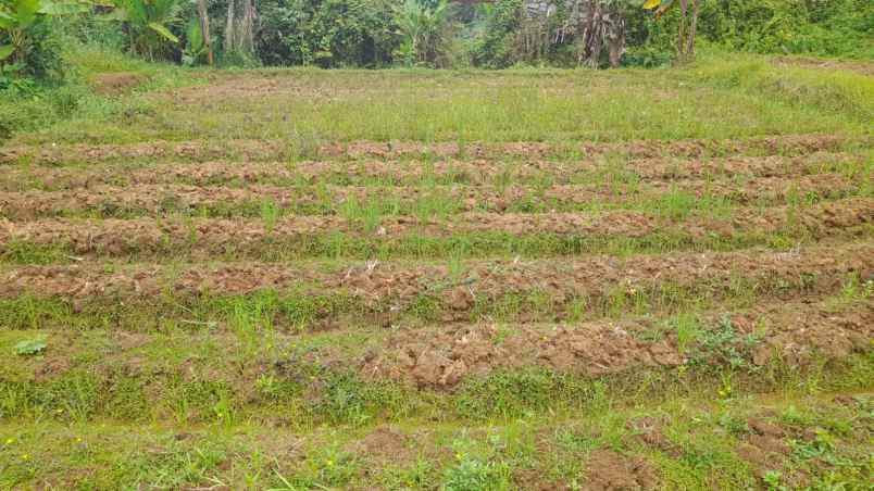 jual tanah kebun luas 2000 meter surat sppt girik